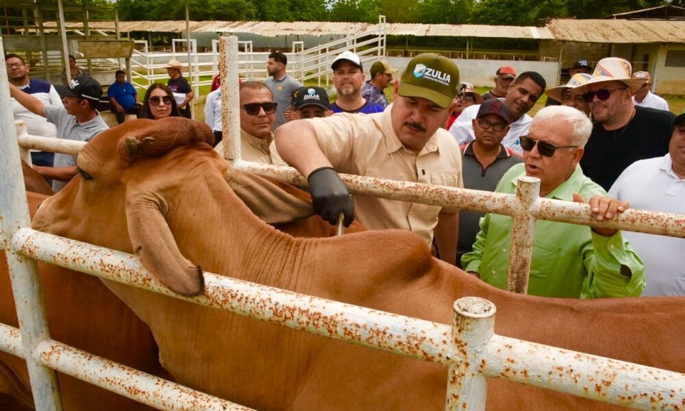 Zulia inició segundo ciclo vacunación antiaftosa con 83.000 dosis