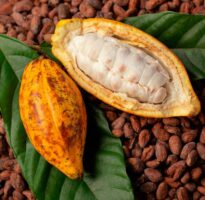 La producción de cacao en Venezuela mostró una recuperación en 2025