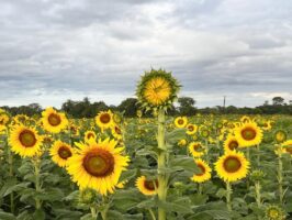 Venezuela proyecta un fuerte despegue del girasol para el ciclo 2025‑2026
