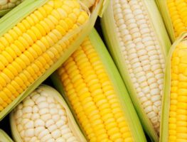 La mayoría de los cultivos enfrenta limitaciones estructurales relacionadas con financiamiento