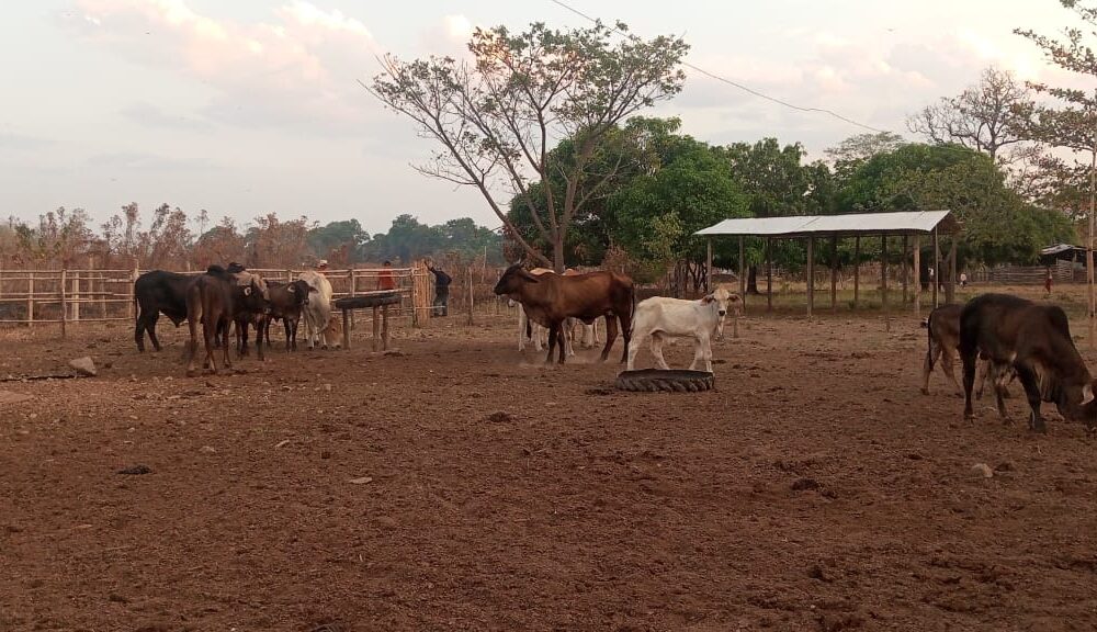 Productores advierten reducción del 55% del precio de la leche a puerta de corral: “nos descapitalizamos”