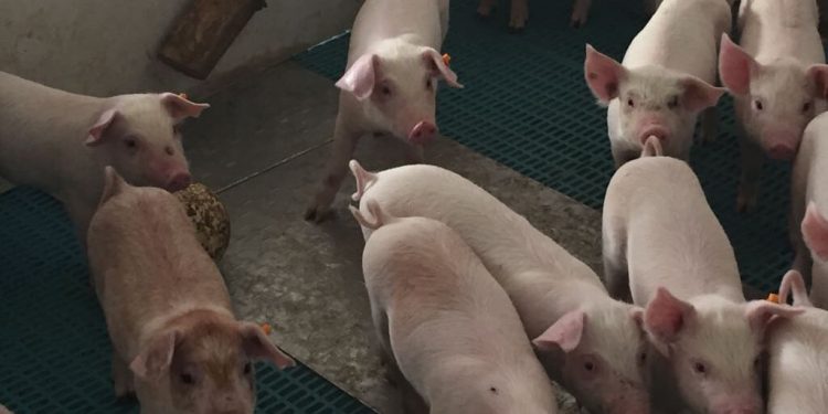 El sector porcino inicia 2026 con estabilidad productiva y descenso en las exportaciones