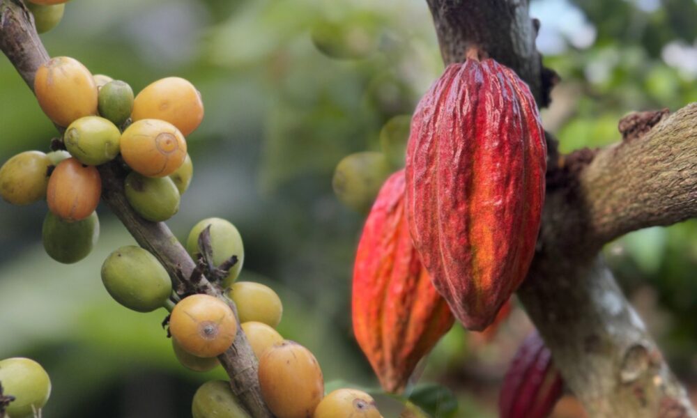 La UE presenta nuevo reglamento para importación de café y cacao a productores venezolanos