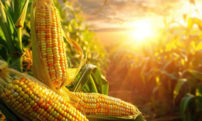 FEDEAGRO exige al gobierno atención estratégica prioritaria para el campo