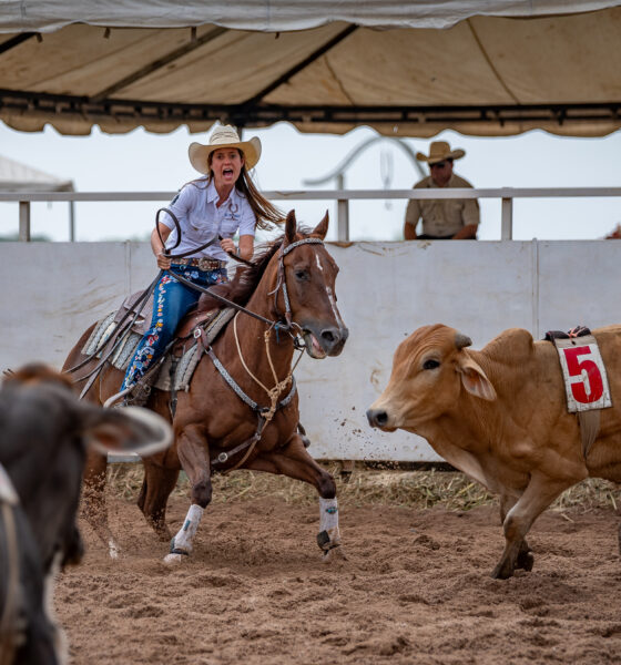 ¡Espectáculo en Araure! Élite de Team Penning, Barriles y entrada totalmente gratuita.