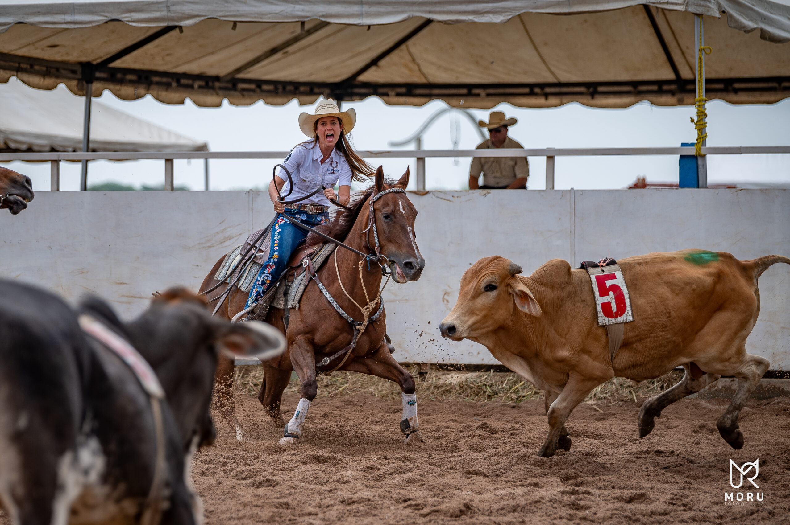 ¡Espectáculo en Araure! Élite de Team Penning y Barriles, entrada gratuita.