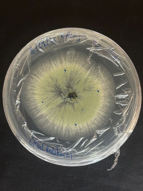 Microorganismos agrícolas