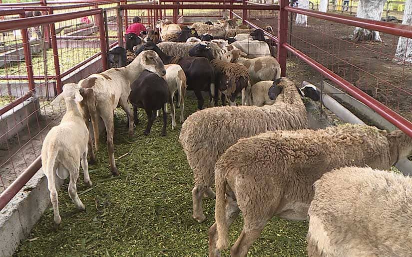 Productores resaltan crecimiento del rebaño ovino-caprino desde la Expo en La Carlota