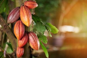 Rubros premium como el cacao fino de aroma y el café de especialidad encuentran sus destinos más rentables en Europa Occidental, entre los que destacan Suiza, Alemania y Francia, además de Japón.