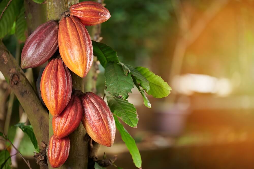 Rubros premium como el cacao fino de aroma y el café de especialidad encuentran sus destinos más rentables en Europa Occidental, entre los que destacan Suiza, Alemania y Francia, además de Japón.