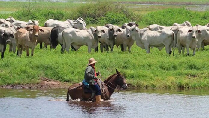 Productores de Barinas enviaron a la AN sus propuestas sobre la Ley de Protección Ganadera