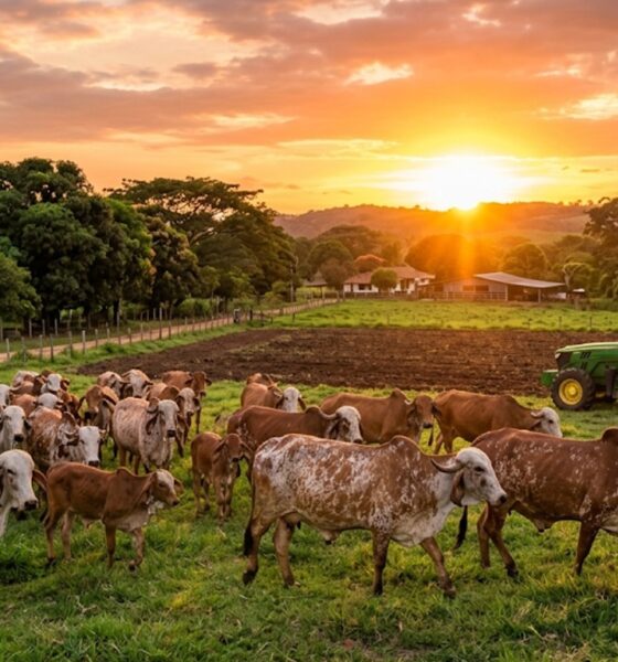 ZULIA SE CONSOLIDA COMO EL EPICENTRO DE LA GANADERÍA TROPICAL LATINOAMERICANA
