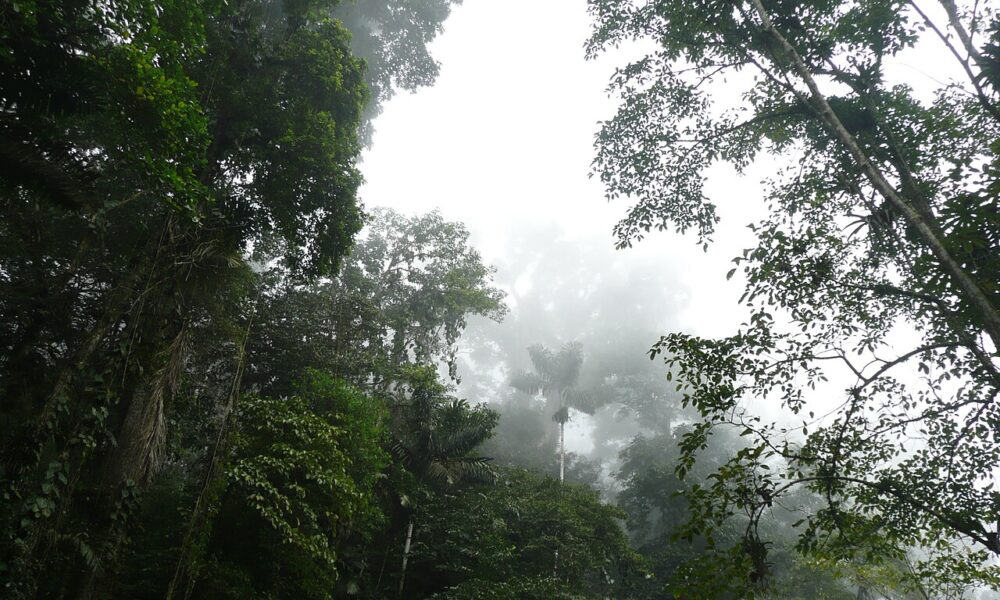 Día Mundial del Ambiente: Biólogo del IVIC detalla cambios en los bosques venezolanos