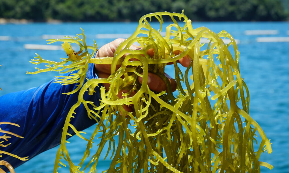 Venezuela se posiciona como el segundo mayor exportador de algas marinas en Latinoamérica