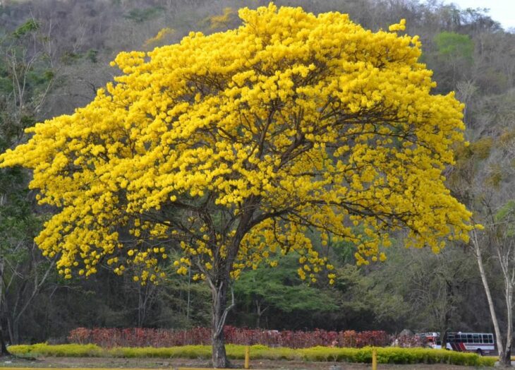 Cien mil árboles plantan a nivel nacional por el Día del Araguaney en el inicio del Plan de Reforestación Chuquisaca