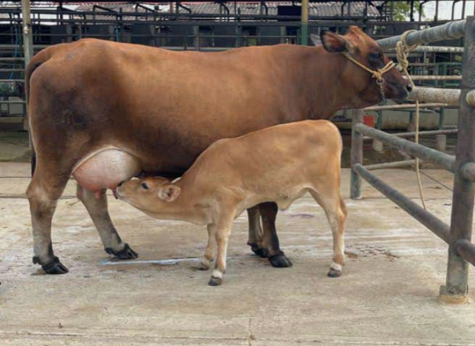 En un principio, las vacas producían LECHE DEL TIPO A2