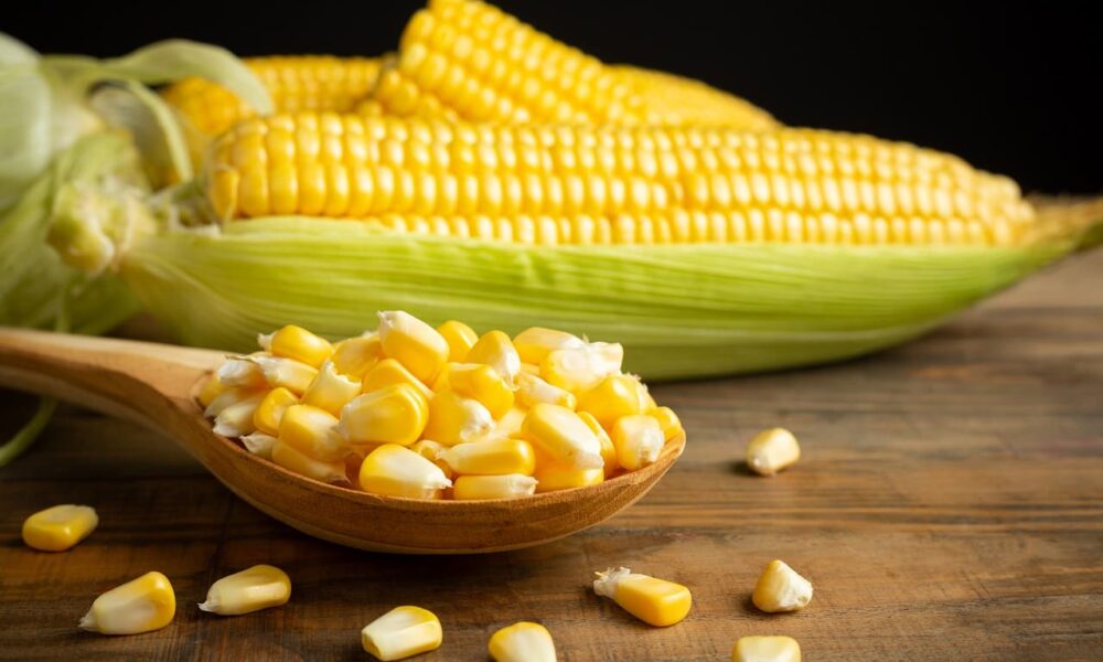 Productores de Paradero reciben sacos de semillas de maíz amarillo