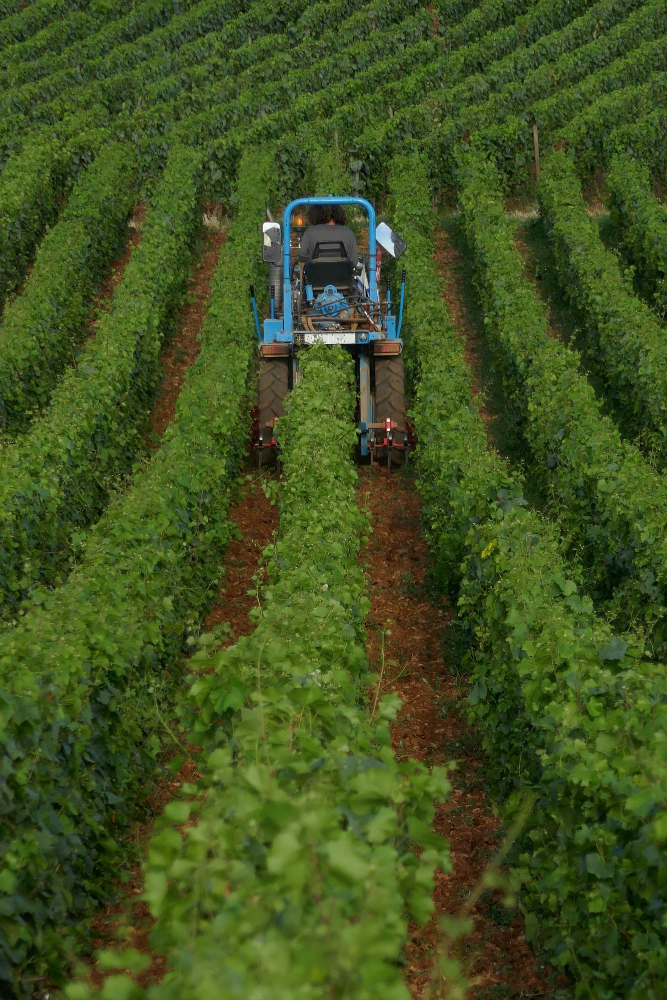 Es por esto que la llegada de los cultivos transgénicos con tolerancia a herbicidas como las variedades de soya, algodón, maíz y canola representó una esperanza para los productores: