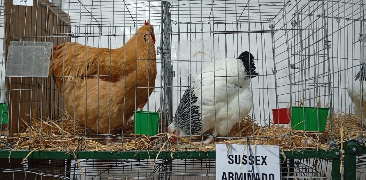 Ejemplar de Sussex Armiñado