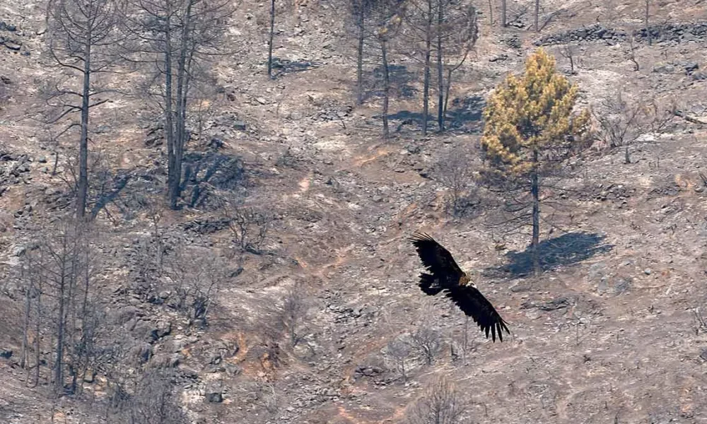 Incendios forestales en España muestran una evolución favorable