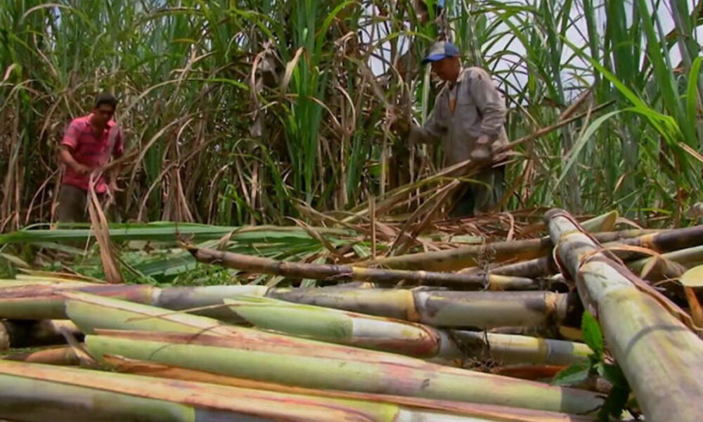 Fesoca estima cerrar zafra con 4,6 millones de toneladas de caña y evalúa impacto climático para el próximo ciclo