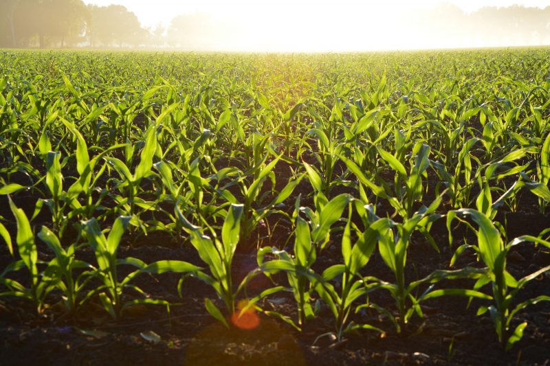 Agroproductores Venezuela denuncian que el comercio ilícito destruye la producción nacional
