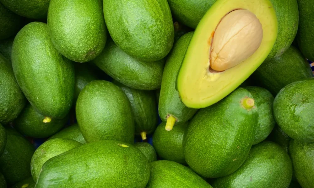 Yaracuy espera aprovechar sus 23 variedades de aguacate para abrir mercados