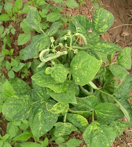 El mosaico dorado afecta el follaje del cultivo, produciendo un moteado intenso entre las venas.