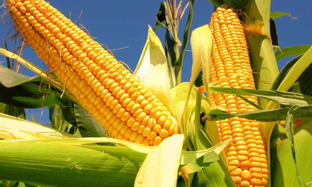 Fedeagro advierte gran preocupación por precios del maíz y pide a la agroindustria ver al productor como un aliado