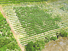 El ensayo de campo de Kapoho comenzó en 1995 y muestra un sólido bloque de plantas Rainbow resistentes al PRSV que crecen bien, mientras que las plantas Sunrise no transgénicas y susceptibles que las rodean están gravemente infectadas con el virus. La fotografía fue tomada 19 meses después del inicio del ensayo de campo.