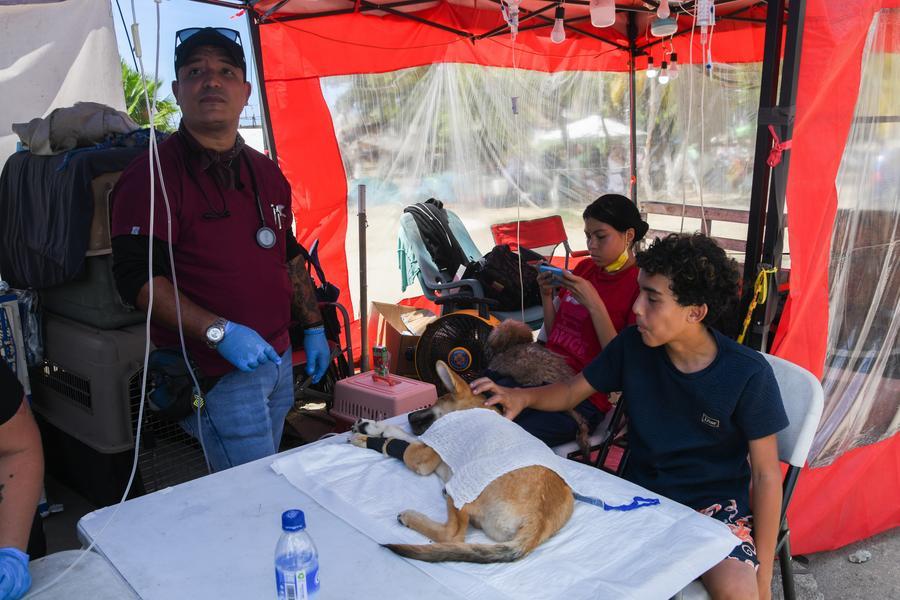 Voluntarios trabajan en un puesto de atención de mascotas afectadas luego de que se registraran dos terremotos, en Caraballeda, estado La Guaira, Venezuela, el 7 de julio de 2026. (Xinhua/Marcos Salgado)