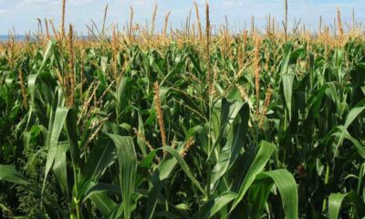 Productores de maíz aseguran que más de 80.000 hectáreas están en riesgo por sequía