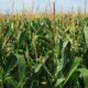 Productores de maíz aseguran que más de 80.000 hectáreas están en riesgo por sequía