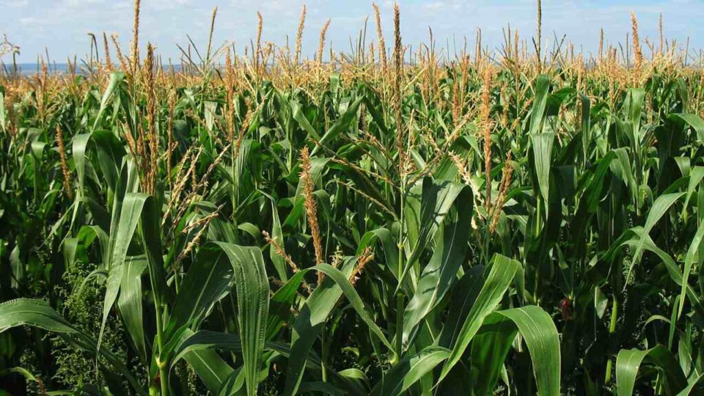Productores de maíz aseguran que más de 80.000 hectáreas están en riesgo por sequía