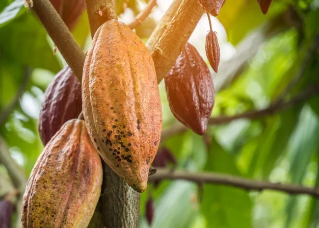 El cacao tachirense se diferencia por su diversidad genética.