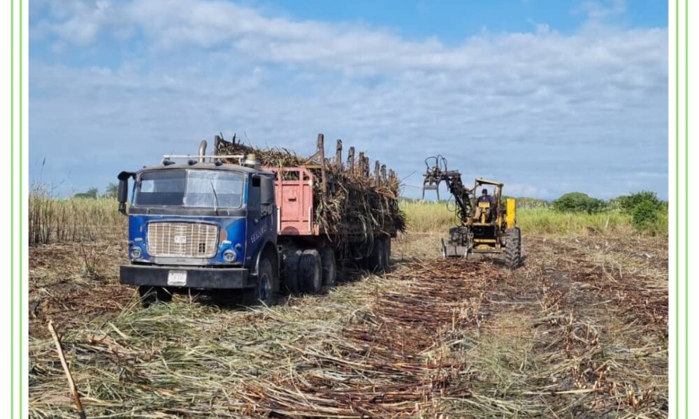 Agroindustria y cañicultores crean frente común en contra de las importaciones de azúcar refino