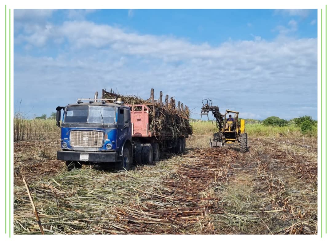 Agroindustria y cañicultores crean frente común en contra de las importaciones de azúcar refino