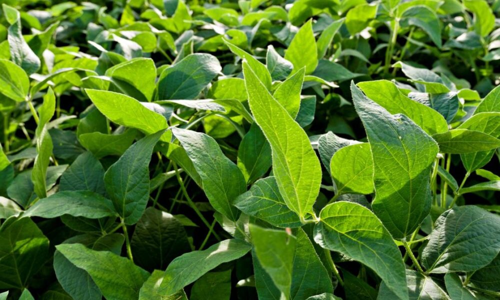 Polo Agropecuario invita al evento Agrofinanzas 2026