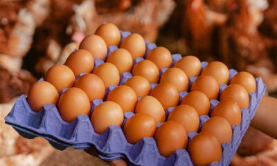 Sector avícola crece un 12% en 2026 y sobrepasa el millón de cajas de huevos mensuales