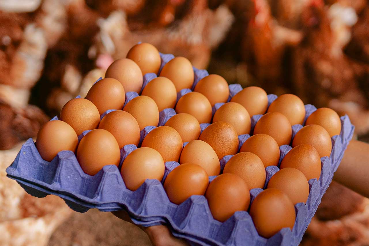Sector avícola crece un 12% en 2026 y sobrepasa el millón de cajas de huevos mensuales