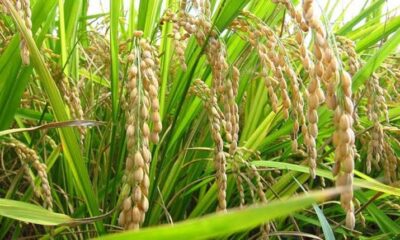 Padrino López: Quien no apueste por la producción nacional de arroz y su absorción, no podrá importar