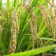 Padrino López: Quien no apueste por la producción nacional de arroz y su absorción, no podrá importar