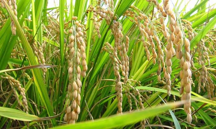 Padrino López: Quien no apueste por la producción nacional de arroz y su absorción, no podrá importar