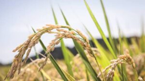 la agroindustria previamente acuerda con el sector productor primario la compra del producto, llámese arroz, maíz, azúcar, etcétera