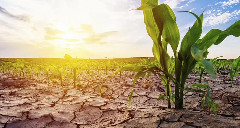 Gobierno se prepara para una sequía severa y diseña plan para proteger al sector agrícola