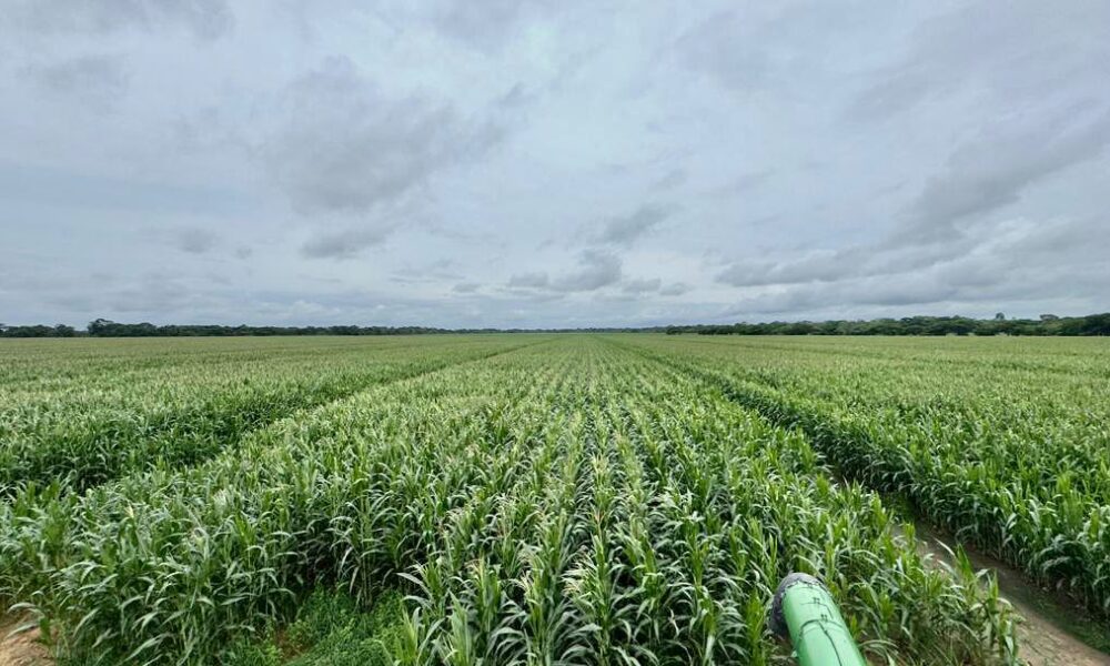 Asdrúbal Oliveros en Agrofinanzas 2026: Portuguesa debe prepararse para el aumento en la demanda de alimentos