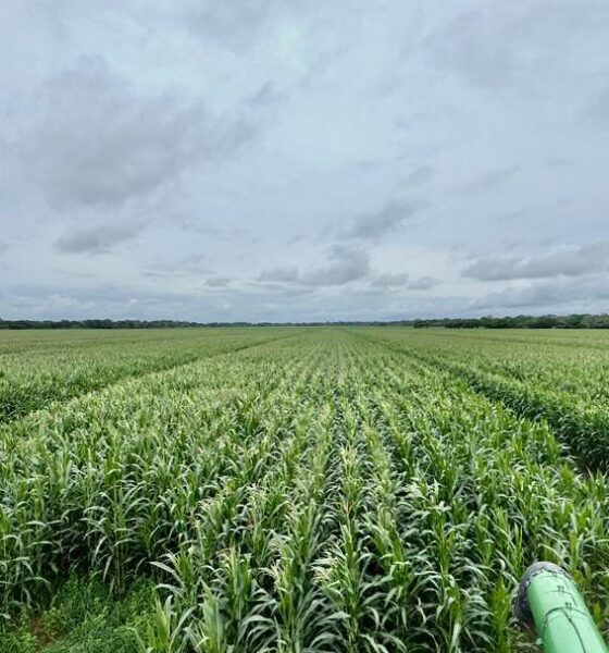 Asdrúbal Oliveros en Agrofinanzas 2026: Portuguesa debe prepararse para el aumento en la demanda de alimentos