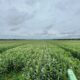 Asdrúbal Oliveros en Agrofinanzas 2026: Portuguesa debe prepararse para el aumento en la demanda de alimentos