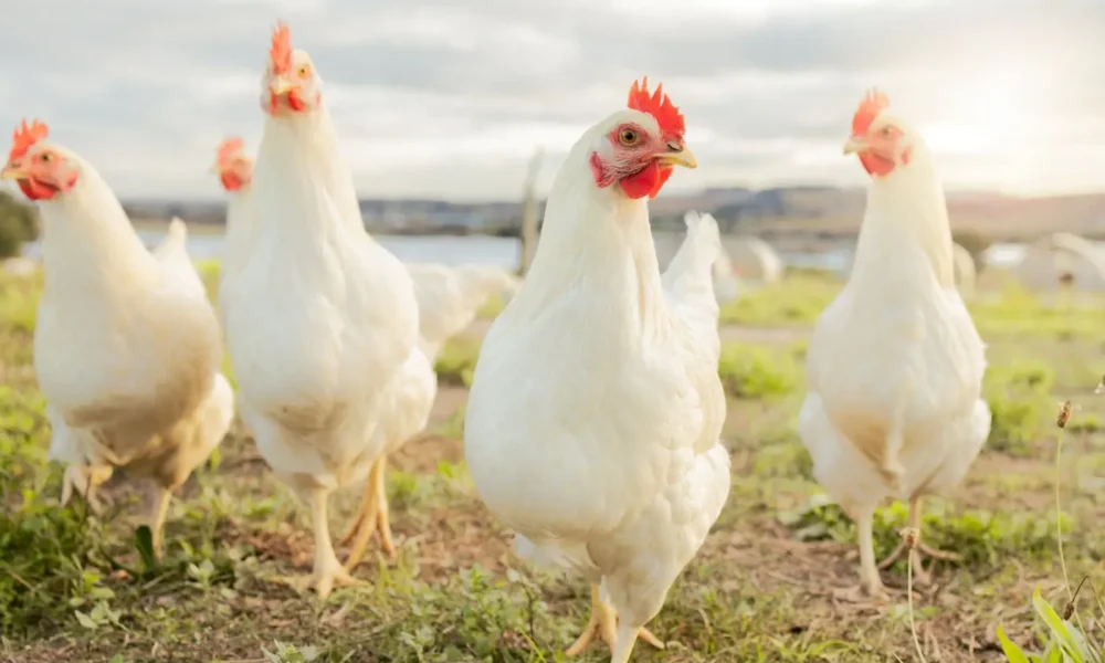 Sector avícola estima que en los próximos 3 años superarán 1.500.000 toneladas de carne de pollo