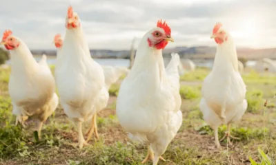 Sector avícola estima que en los próximos 3 años superarán 1.500.000 toneladas de carne de pollo